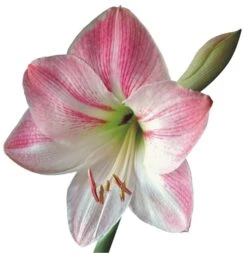 Tegelsticker Lelie 15x15cm