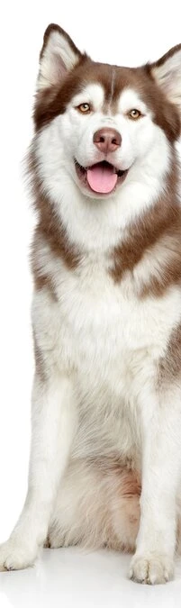 SALE: Muursticker/deursticker Siberische Husky 50x210cm (BxL)