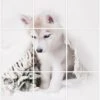 Foto Tegelsticker 20x15 'Husky Pup' Form.60x45 Cm Hxb -RAM Winkel 1944963558