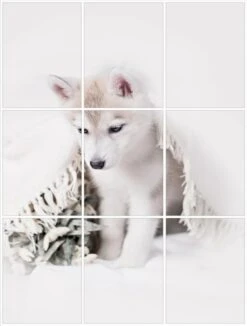 Foto Tegelsticker 20x15 'Husky Pup' Form.60x45 Cm Hxb