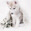 Foto Tegelsticker 15x15 'husky Pup' 90x75 Cm Hxb -RAM Winkel 1949298471